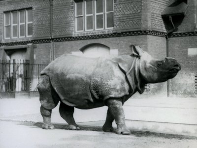 Un rinoceronte indio en el Zoológico de Londres, 1927 de Frederick William Bond