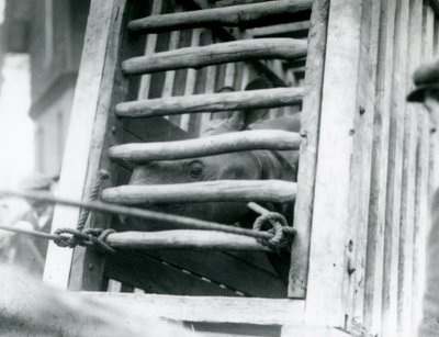 Un rinoceronte indio asomándose de su caja de transporte de madera a su llegada al Zoológico de Londres en 1924 de Frederick William Bond