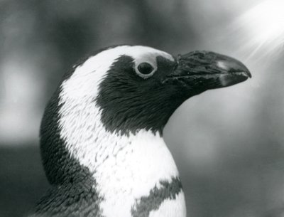 Un pingüino africano de patas negras adulto en el Zoológico de Londres, septiembre de 1925 de Frederick William Bond