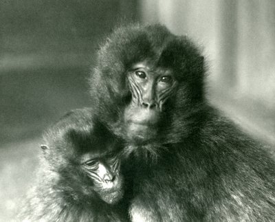 Un adulto y un joven Gelada (mono de corazón sangrante) en el Zoológico de Londres en enero de 1925 de Frederick William Bond