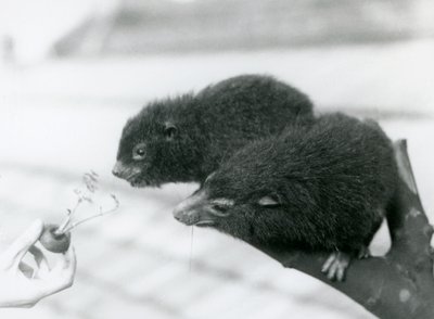 Un adulto y un joven Hyrax de árbol occidental sentados en una rama inclinándose hacia una zanahoria que se les está ofreciendo, Zoológico de Londres de Frederick William Bond