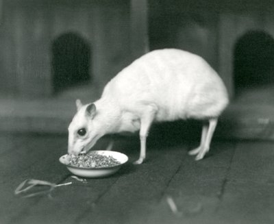Un chevrotain albino de Java comiendo de un cuenco en el Zoológico de Londres en 1926 de Frederick William Bond