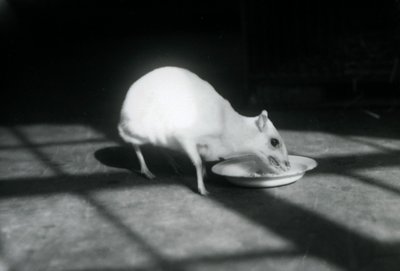 Chevrotain albino comiendo de un plato, Zoológico de Londres, diciembre de 1926 de Frederick William Bond