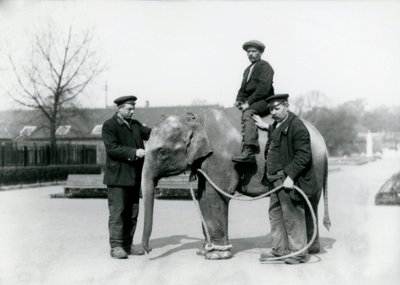 Un elefante indio bebé con los cuidadores A. Church y H. Robertson en el Zoológico de Londres, junio de 1922 de Frederick William Bond