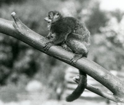 Un lémur gigante de Coquerel en peligro de extinción/lémur enano de Coquerel/lémur gigante del sur, descansando en una rama en el zoológico de Londres, octubre de 1929 de Frederick William Bond