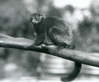 Un lémur gigante de Coquerel en peligro de extinción, descansando en una rama en el Zoológico de Londres, octubre de 1929 (foto en blanco y negro) de Frederick William Bond