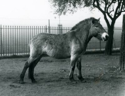 Un caballo salvaje de Przewalski en peligro de extinción de pie en su corral en el Zoológico de Londres, octubre de 1927 de Frederick William Bond