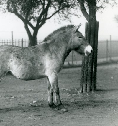 Un caballo salvaje de Przewalski en peligro de extinción de pie en su corral en el Zoológico de Londres, octubre de 1927 de Frederick William Bond