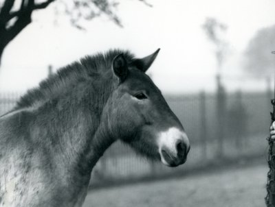 Un caballo salvaje de Przewalski en peligro de extinción de pie en su corral en el Zoológico de Londres, octubre de 1927 de Frederick William Bond
