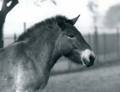 Un caballo salvaje de Przewalski en peligro de extinción de pie en su corral en el Zoológico de Londres, octubre de 1927 de Frederick William Bond