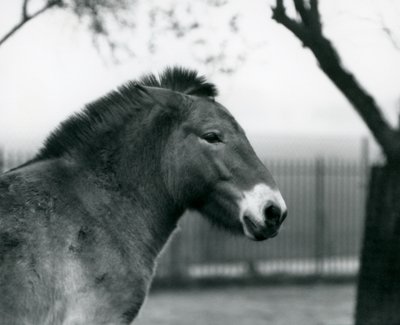 Un caballo salvaje de Przewalski en peligro de extinción en su corral en el Zoológico de Londres, octubre de 1927 de Frederick William Bond