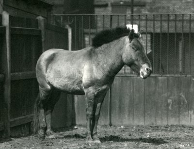 Un Caballo Salvaje de Przewalski en Peligro de pie en su corral en el Zoológico de Londres en 1927 de Frederick William Bond