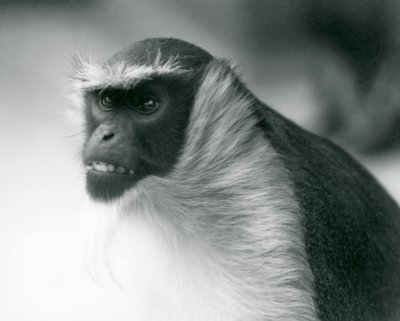 Un mono Roloway en peligro de extinción en el Zoológico de Londres, 1927 de Frederick William Bond