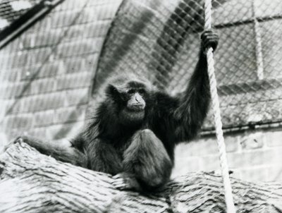 Un Gibón Siamang en Peligro sentado en un tronco, sosteniendo una cuerda, Zoológico de Londres, 1927 de Frederick William Bond