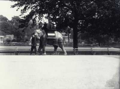Elefante asiático 
