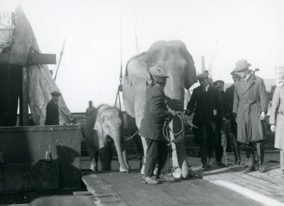Elefantes asiáticos desembarcando de un barco en ruta al Zoológico de Londres en 1927 de Frederick William Bond