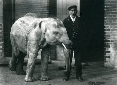 Elefante asiático bebé con el cuidador Charles Eyles, Zoológico de Londres, noviembre de 1915 de Frederick William Bond