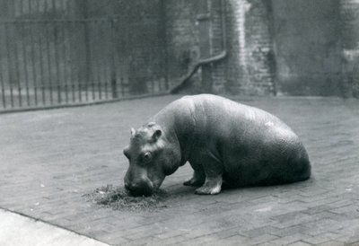 Hipopótamo bebé 
