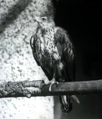 Un águila de Bonelli descansando en una rama en el Zoológico de Londres, septiembre de 1925 de Frederick William Bond