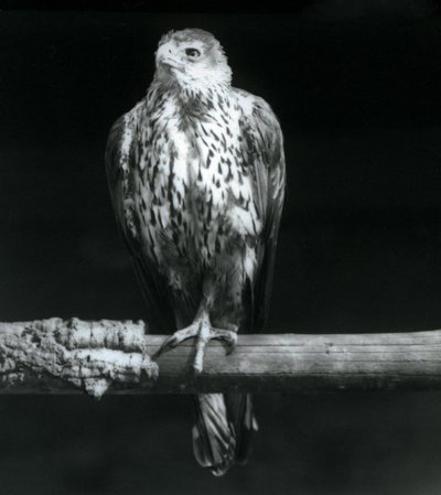 Águila de Bonelli descansando en una rama en el Zoológico de Londres, septiembre de 1925 de Frederick William Bond