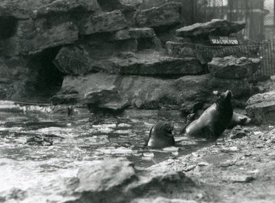 Leones Marinos de California con hielo en su piscina, Zoológico de Londres de Frederick William Bond