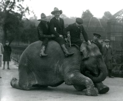 Vaqueros y entrenador con la elefanta india Sundermalah durante una visita al zoológico de Londres en 1924 de Frederick William Bond