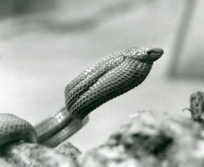 Serpiente comedora de huevos en el Zoológico de Londres en 1930 de Frederick William Bond