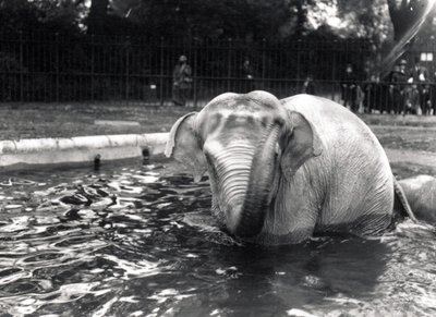 Elefante bañándose de Frederick William Bond