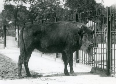 Bisonte europeo 