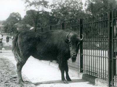 Bisonte europeo Georgina en las barras de su recinto, Zoológico de Londres, 12 de agosto de 1926 de Frederick William Bond