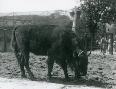Bisonte europeo Julia comiendo hierba en su recinto, Zoológico de Londres, 12 de agosto de 1926 de Frederick William Bond