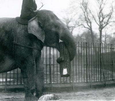 Elefante asiático hembra, 
