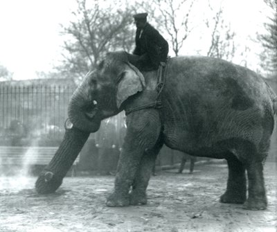 Elefante asiático hembra, 