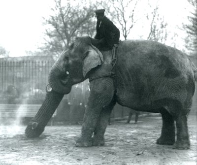 Elefante asiático hembra, Indiarani, moviendo madera con su trompa, mientras su cuidador se sienta en su espalda dirigiéndola, Zoológico de Londres, 1925 de Frederick William Bond