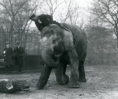 Elefante asiático hembra, Indiarani, moviendo madera con su trompa, mientras su cuidador se sienta en su espalda dirigiéndola y otras dos personas observan, Zoológico de Londres, 1925 de Frederick William Bond
