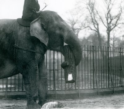 Elefante asiático hembra, Indiarani, moviendo madera con su trompa, mientras su cuidador se sienta en su espalda dirigiéndola, Zoológico de Londres, 1925 de Frederick William Bond