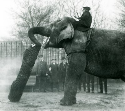 Elefante asiático hembra, Indiarani, moviendo madera con su trompa, mientras su cuidador se sienta en su espalda dirigiéndola, Zoológico de Londres, 1925 de Frederick William Bond