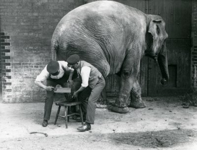 Elefante Asiático Hembra Sundermalah teniendo sus pies recortados por sus cuidadores en el Zoológico de Londres, agosto de 1926 de Frederick William Bond