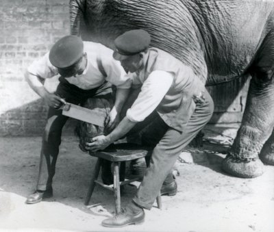 Elefante Asiático Hembra Sundermalah teniendo sus pies recortados por sus cuidadores en el Zoológico de Londres, agosto de 1926 de Frederick William Bond