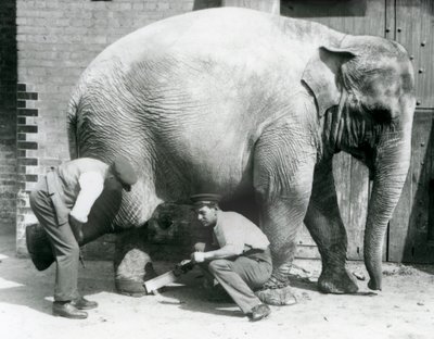 Elefante Asiático Hembra Sundermalah teniendo sus pies recortados por sus cuidadores en el Zoológico de Londres, agosto de 1926 de Frederick William Bond