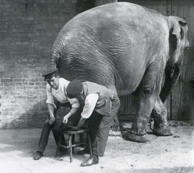 Elefante Asiático Hembra teniendo sus pies recortados por sus cuidadores en el Zoológico de Londres, agosto de 1926 de Frederick William Bond
