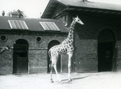 La jirafa hembra, Maud, de pie en el corral fuera de la Casa de las Jirafas, Zoológico de Londres, julio de 1925 de Frederick William Bond