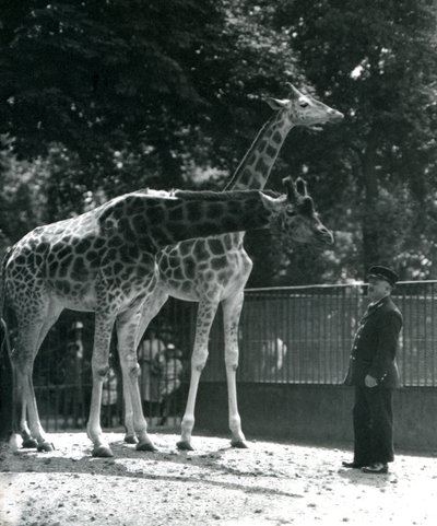 Jirafas hembras Maud y Maggie, con el cuidador Ernie Profesor Bowman, zoológico de Londres, julio de 1924 de Frederick William Bond