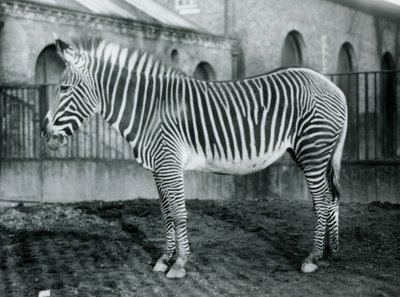 Cebra de Grevy hembra, o cebra imperial, Jennie de pie en su corral en el zoológico de Londres, 1927 de Frederick William Bond