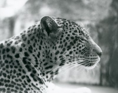 Leopardo hembra Daisy en el Zoológico de Londres en agosto de 1925 de Frederick William Bond