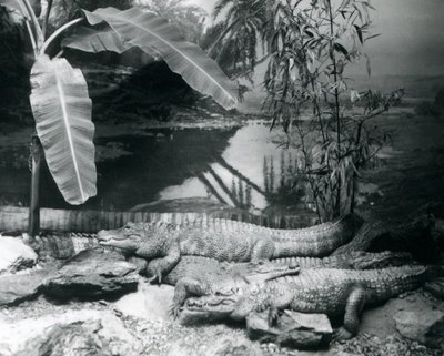Cuatro caimanes, en un entorno panorámico con un árbol de plátano, en el zoológico de Londres en 1929 de Frederick William Bond