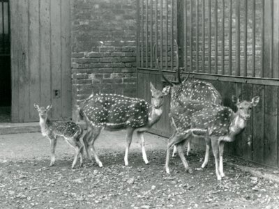 Cuatro ciervos Axis, incluyendo un macho con astas y un cervatillo, en el zoológico de Londres en 1926 de Frederick William Bond