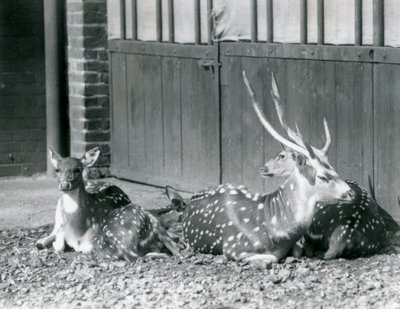 Cuatro ciervos axis, incluyendo un macho con astas, en el Zoológico de Londres en 1924 de Frederick William Bond