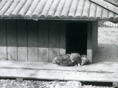 Cuatro cachorros de Coyote descansando en la entrada de su guarida/perrera de madera, Zoológico de Londres de Frederick William Bond