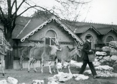 Cuatro Eland siguen a su cuidador, a la hora de la alimentación, en el paddock fuera de la Casa de los Antílopes, Zoológico de Londres, junio de 1925 de Frederick William Bond